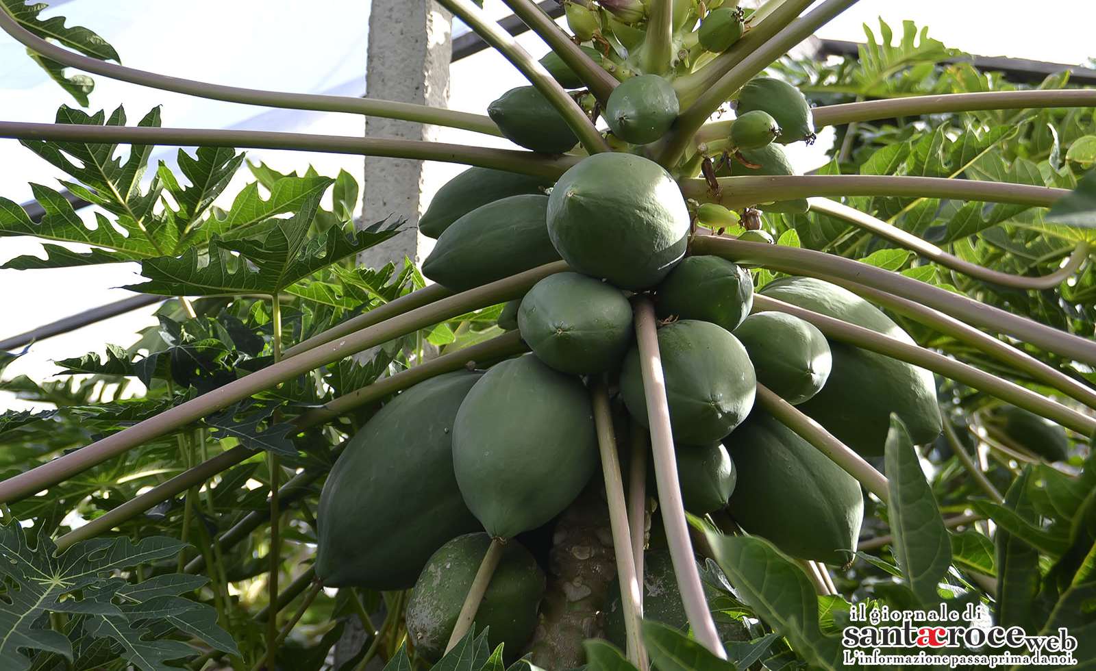  L’orto botanico delle meraviglie: caffè, cotone e papaya a due passi da casa