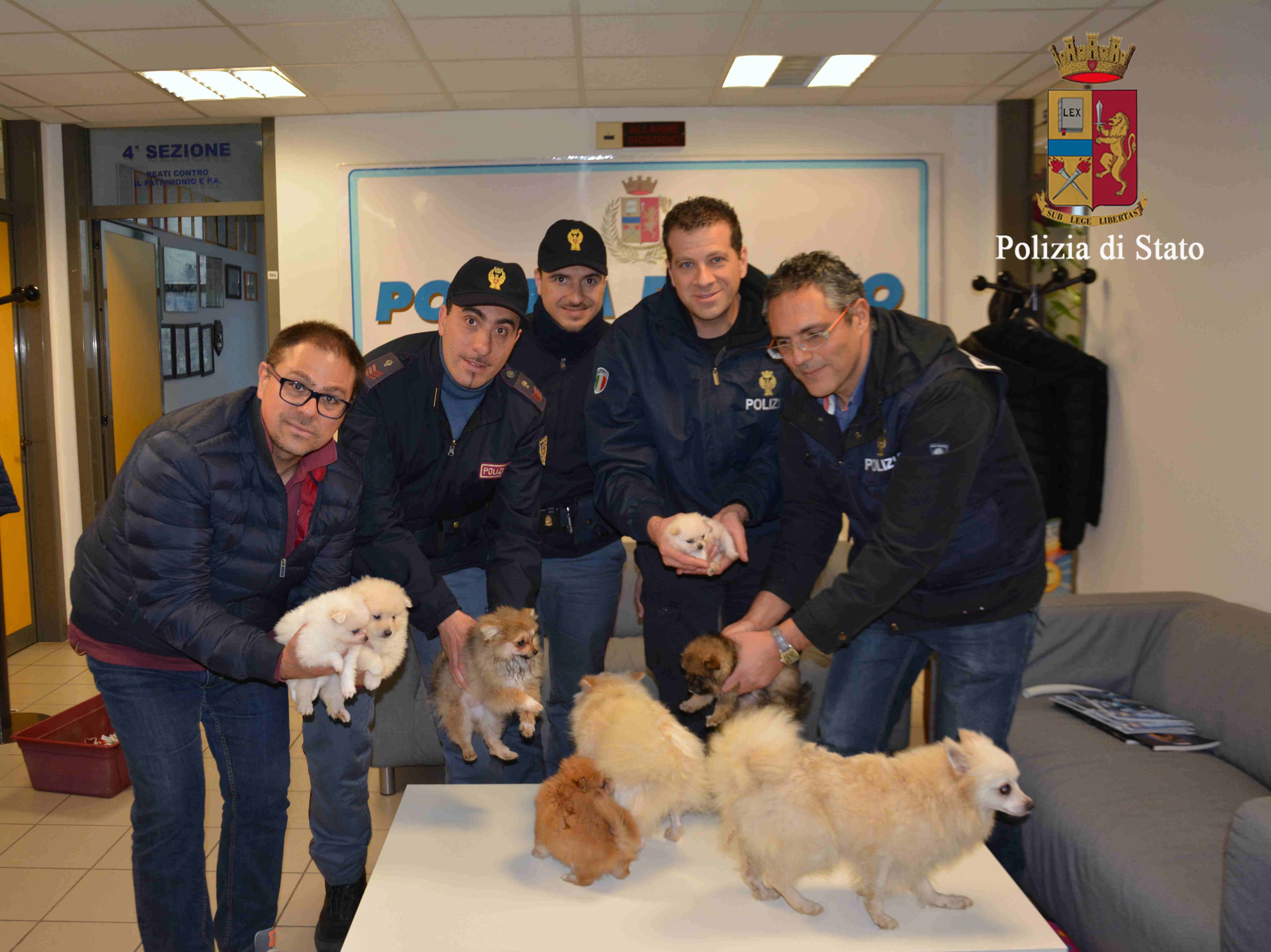  Ragusa, arrestato un ladro di cuccioli: due di loro rischiavano di morire