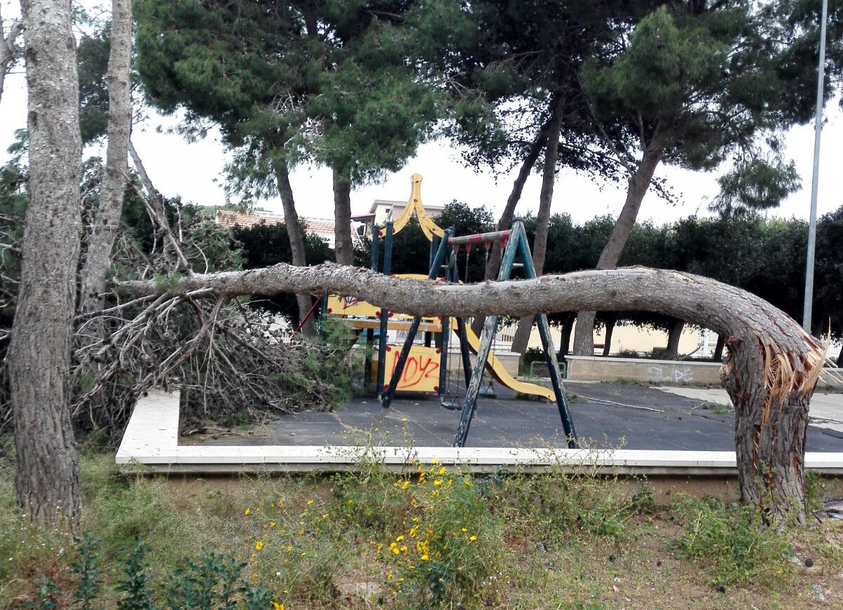  Alberi pericolanti fra Casuzze e Caucana, i villeggianti: “Rimuoverli subito”