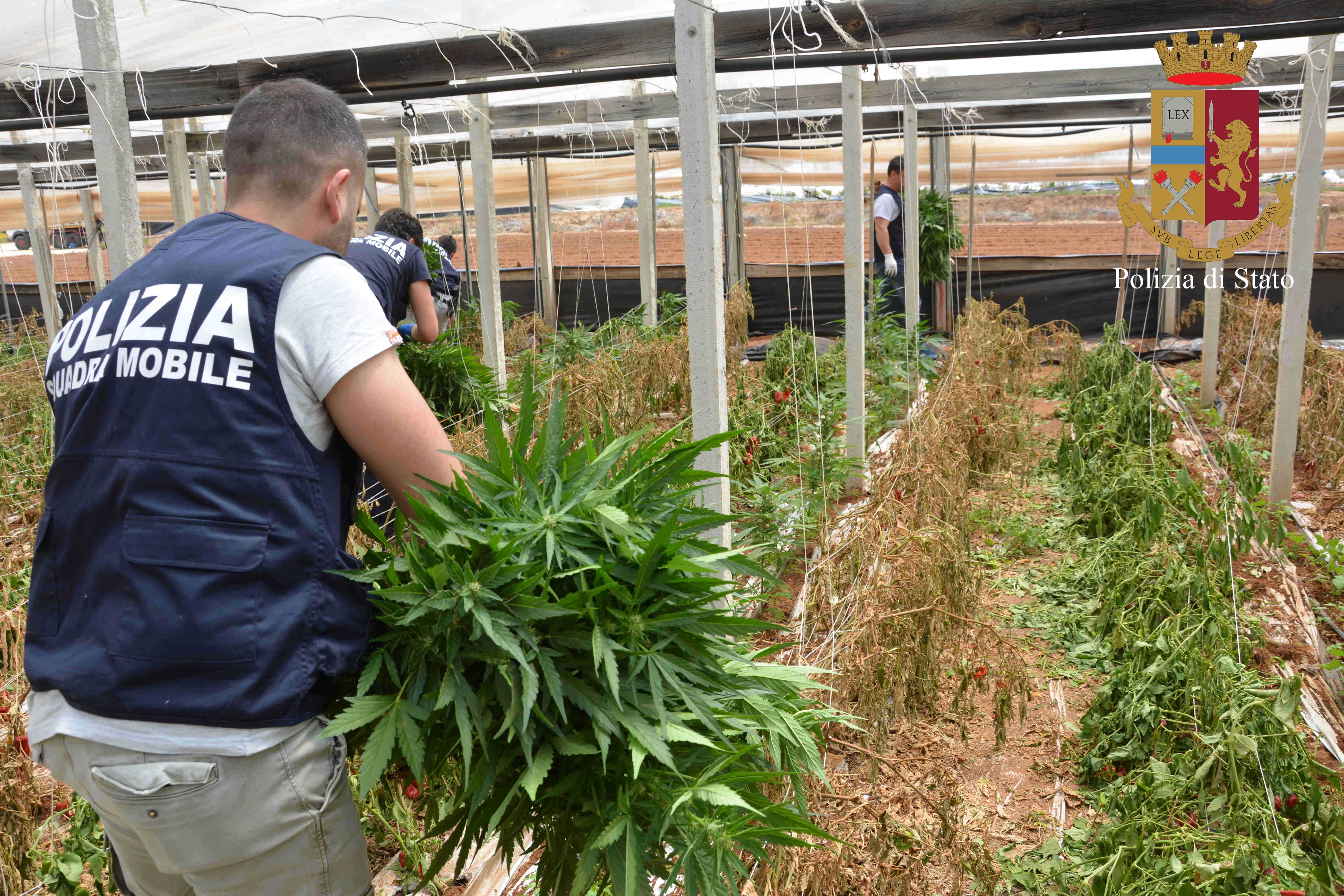 Vittoria, i peperoni come copertura: sequestrati 900 kg di cannabis, tre arresti