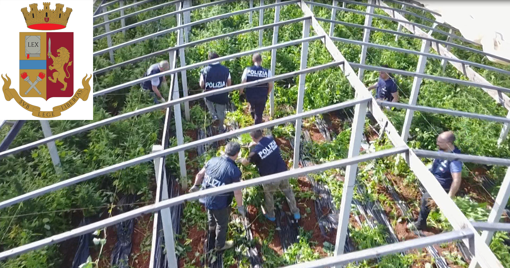  Ragusa, drone individua piantagione: sequestrate 6 tonnellate di “erba”