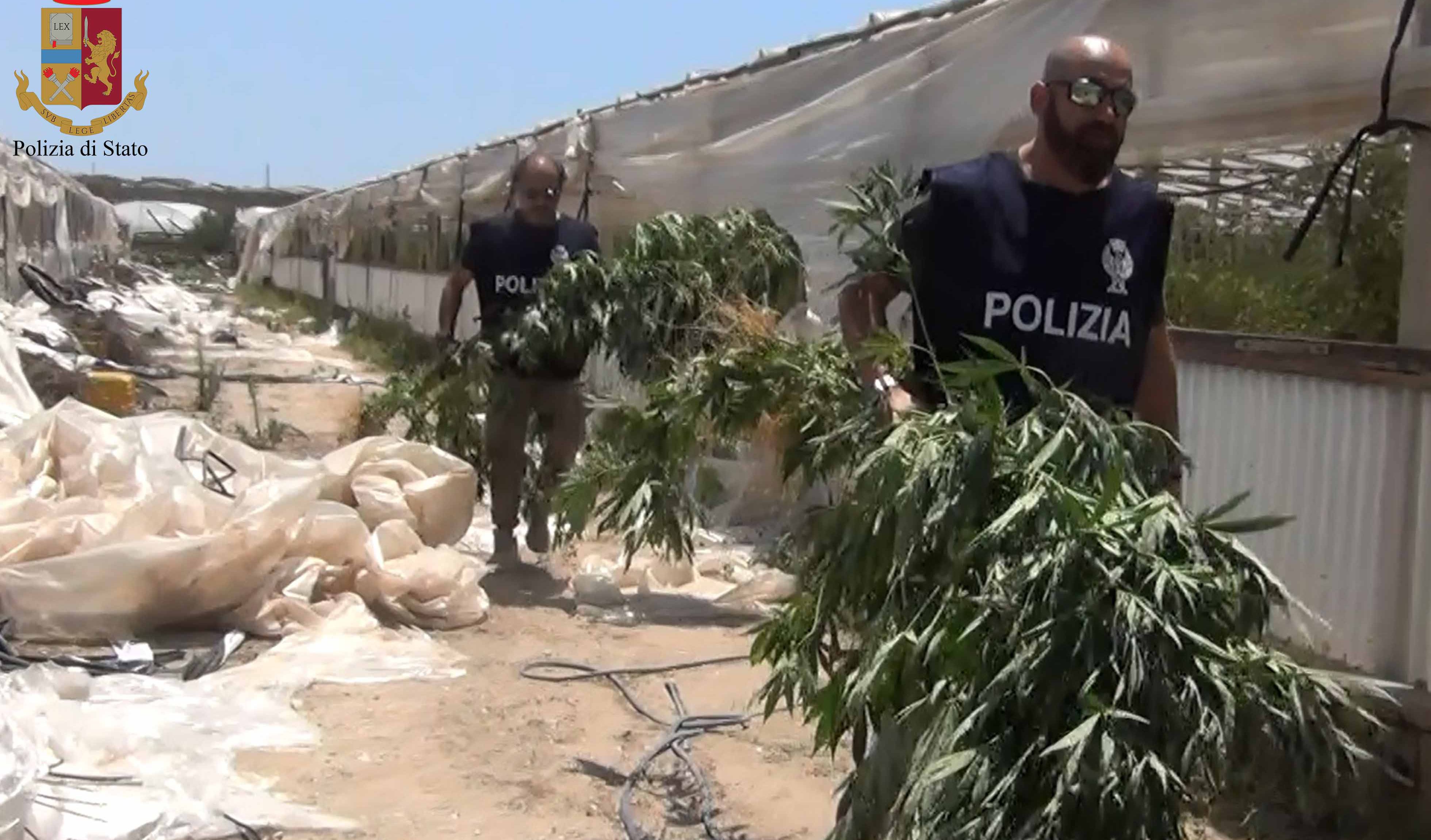  Piante di marijuana tra i pomodori: arrestati quattro stranieri ad Acate