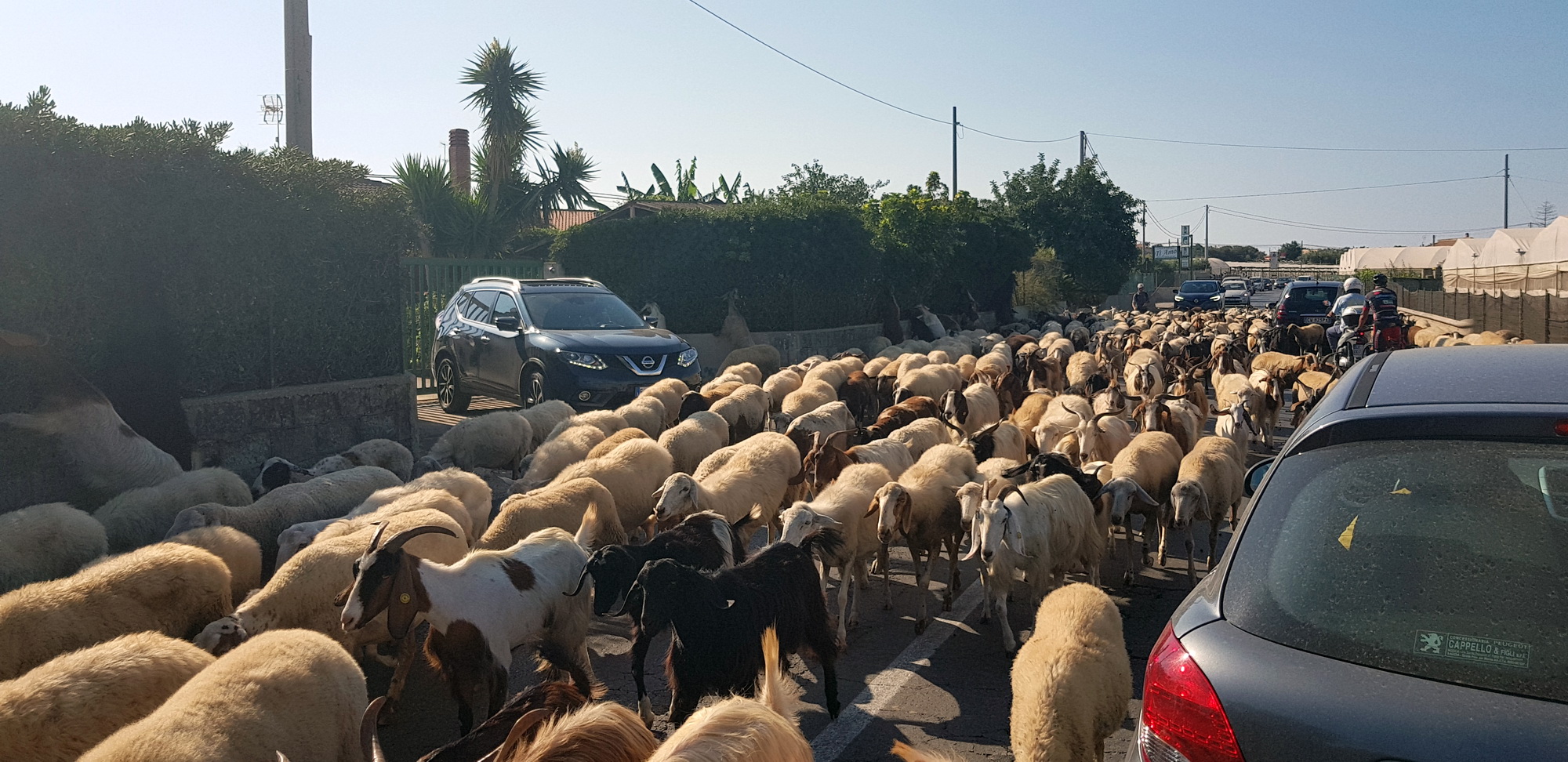  Pecore e capre, transumanza verso il mare. Viabilità bloccata, e i turisti?