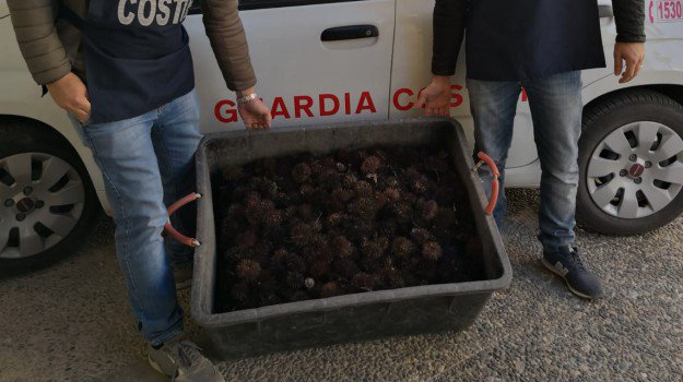  Gli abusivi del mare: sequestrati mille ricci a P.Secca, 200 a P.Braccetto