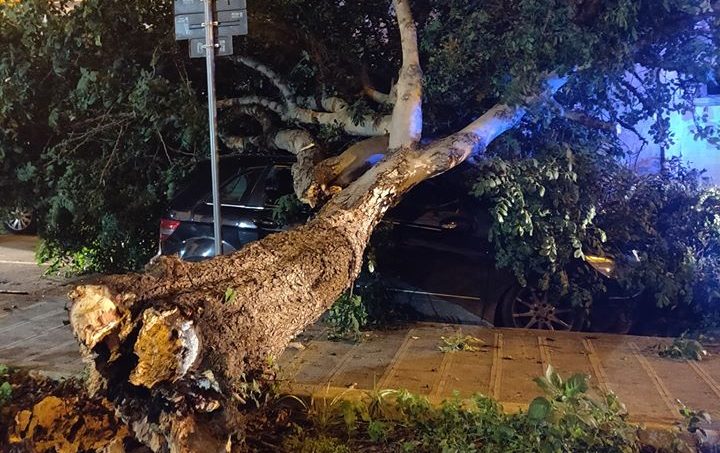 Un albero di carrubo precipita su una Mercedes in sosta in via Balistrieri