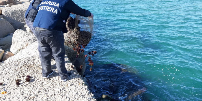  La pesca a sbafo dei ricci: catturati 1.200 esemplari, ma sono illegali