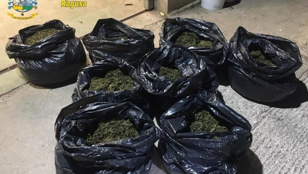  Sequestrata una piantagione di cannabis in c.da Menta: due arresti