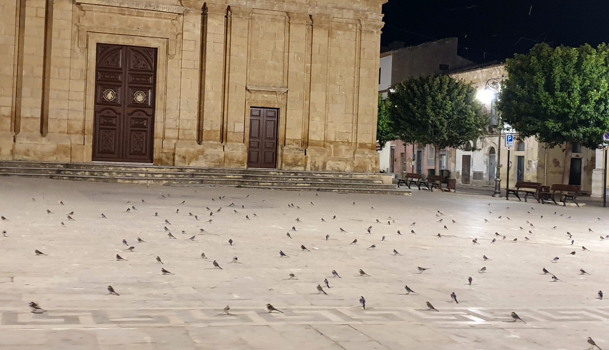  Stormi di uccelli s’impossessano dell’agorà: in giro per piazza V.Emanuele