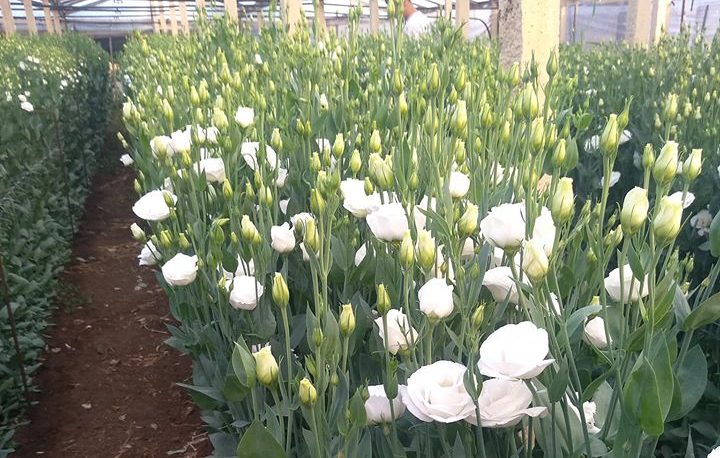  Il mercato dei fiori è al collasso: “Siamo disperati, chiediamo aiuto”