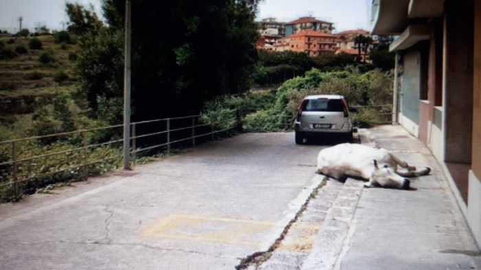  Ragusa, una mucca imbizzarrita spaventa i passanti e viene abbattuta