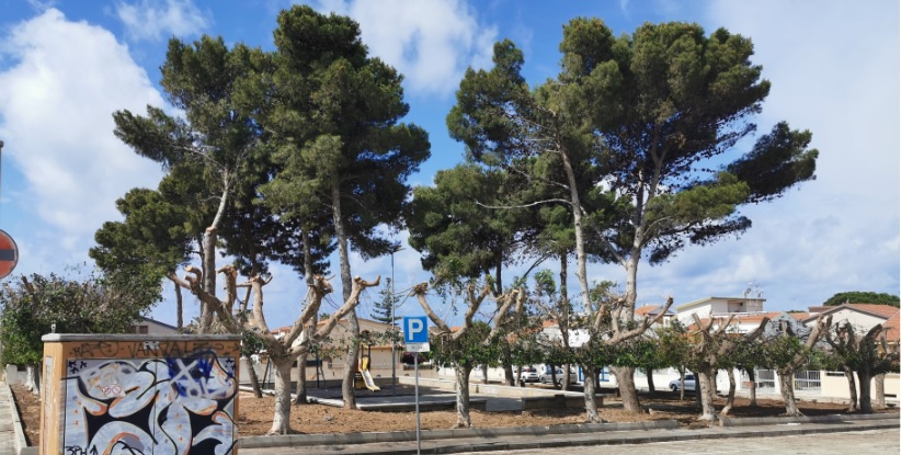  Si interviene sul verde a Caucana: sistemati alberi di piazza Naxos