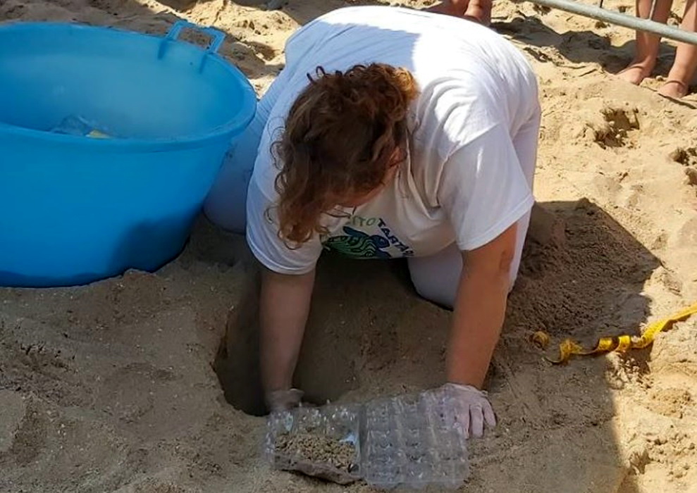  Una Caretta Caretta sulla spiaggia di Casuzze: torna il fenomeno Tarty