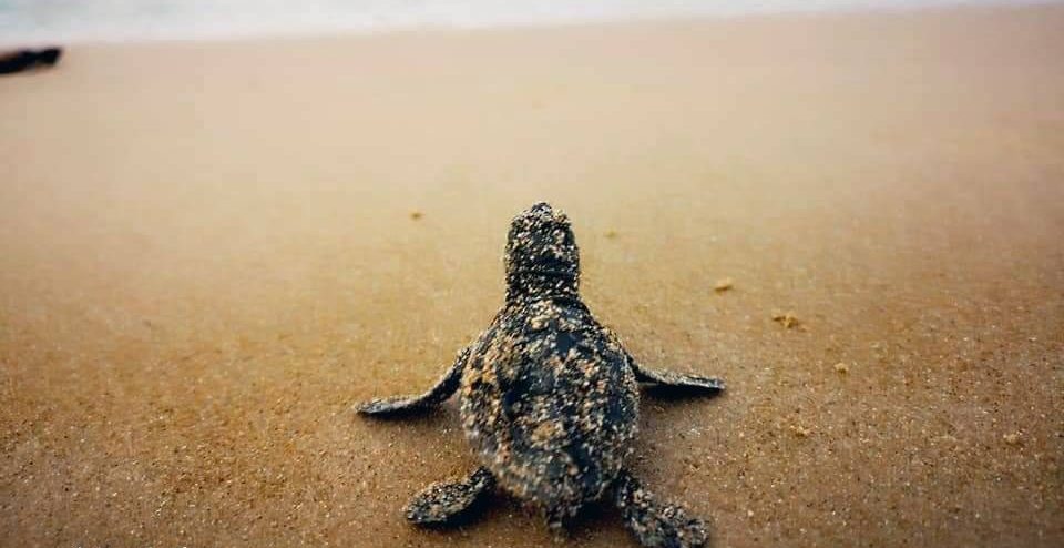  Sono nate! A Casuzze la schiusa delle tartarughe Caretta caretta FOTO