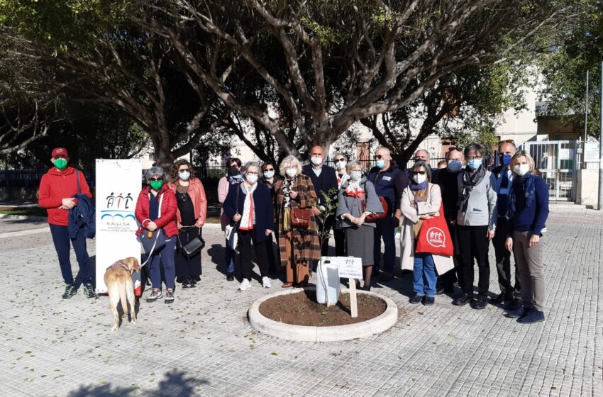  Un carrubo per Sonia Ambrosio: domenica in piazza degli Studi