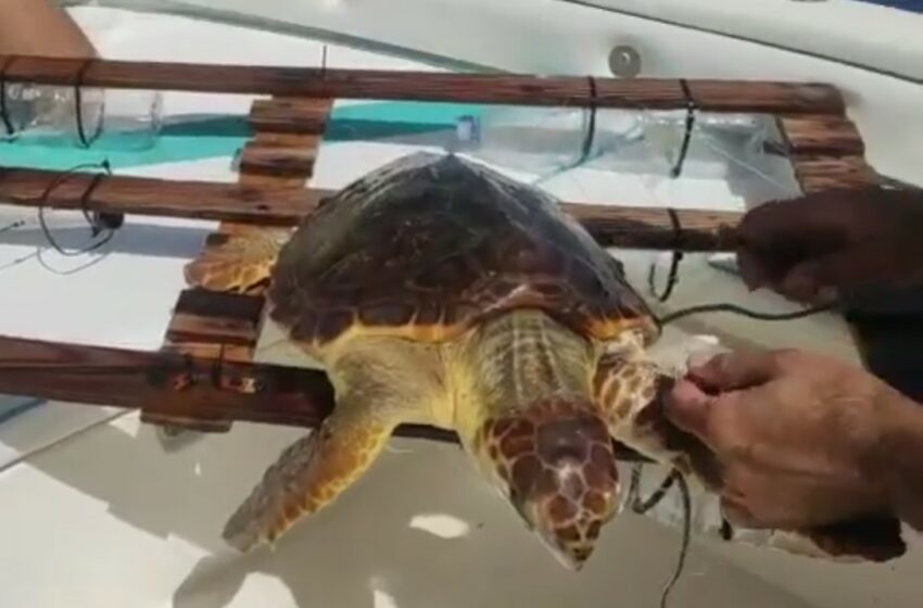  Punta Secca, tartaruga impigliata in una lenza: salvata da un natante