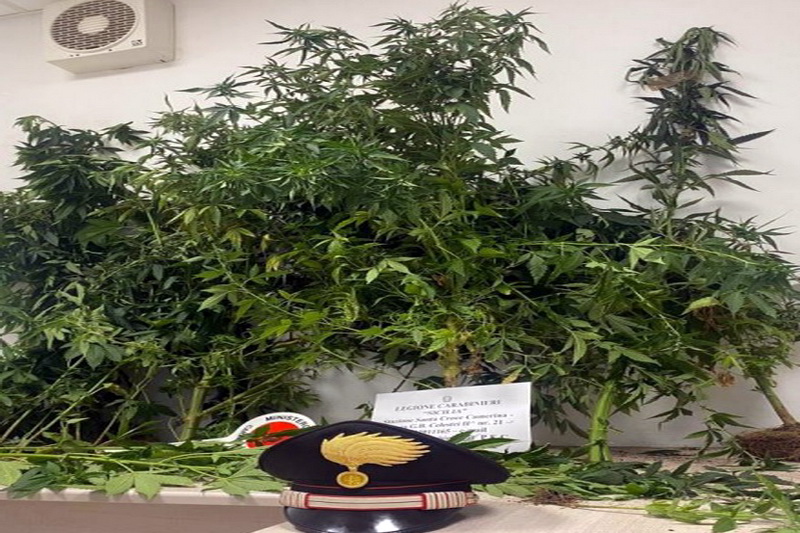  Santa Croce: arrestato 66enne, coltivava in casa piante di cannabis