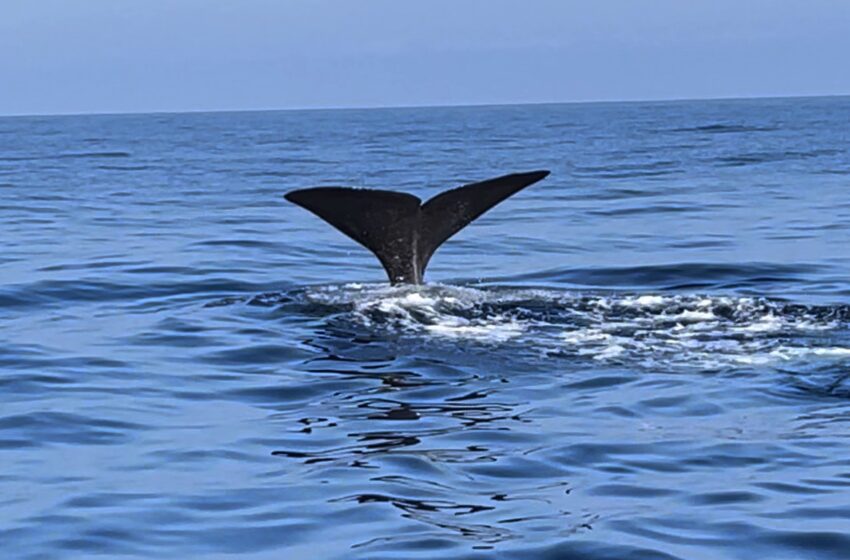  Avvistata una balena al largo di Punta Secca. Il saluto ai due pescatori