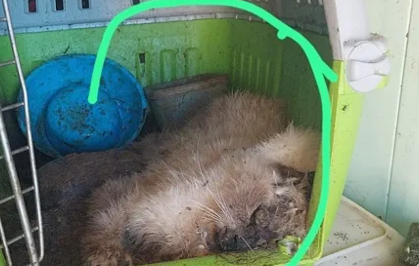  Lager per animali, Oipa replica al sindaco: “Non è una nostra volontaria”